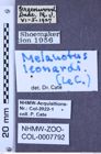 Etiketten zu Melanotus leonardi (LeConte, 1853) (NHMW-ZOO-COL-0007792)